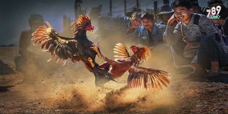 Đá Gà Thomo - Loại Hình Đẳng Cấp Được Ưa Chuộng Trong Năm Nay 4 Những ưu điểm vượt trội tại đá gà Thomo tại 789Club